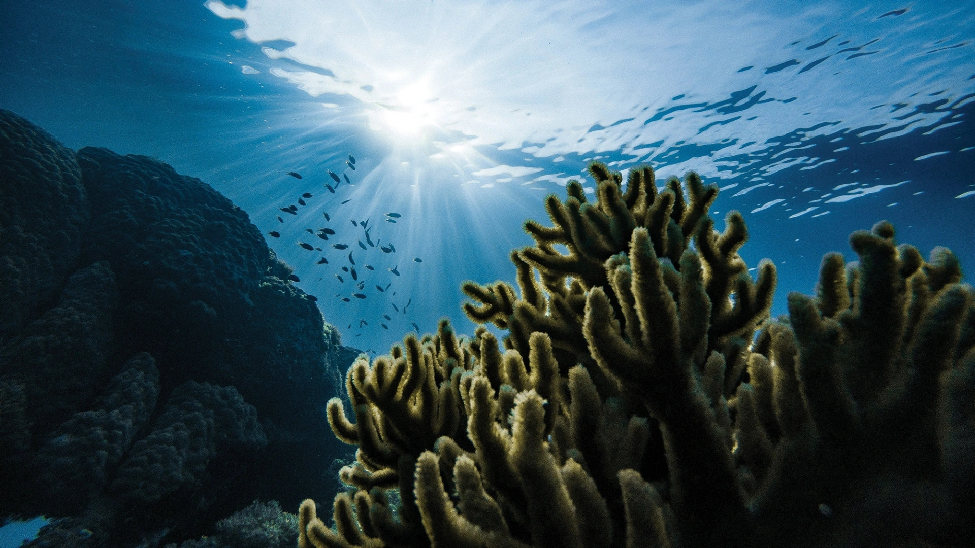 Sunlight streams through clear blue ocean water, illuminating a vibrant coral reef teeming with small fish. This underwater scene, showcasing the beauty of marine life, represents the positive community impact often highlighted in annual reports for nonprofits like the Nakupuna Foundation.
